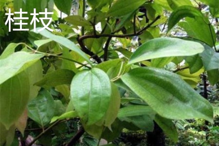 Cassia twigs, leaves jpg