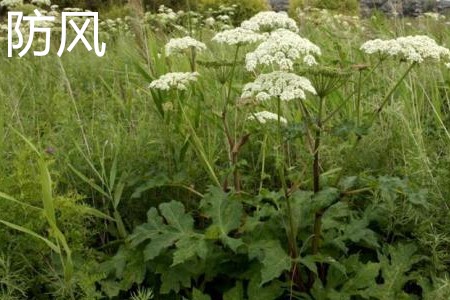 Windbreak, flowers jpg