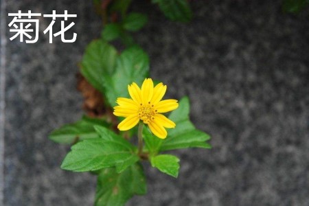 Chrysanthemum, leaf jpg