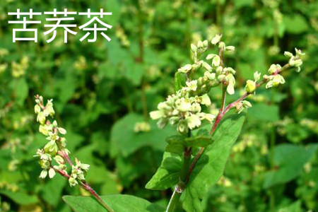 Tartary buckwheat camellia jpg