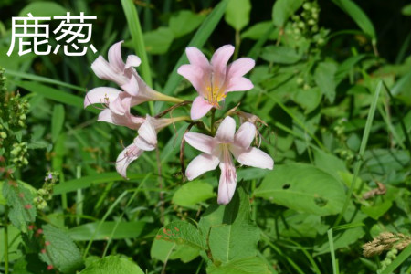 Deer and scallion leaves jpg