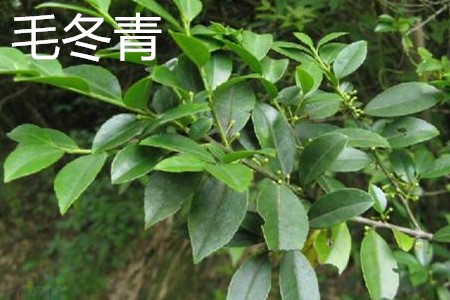 Ilex pubescens, leaves jpg