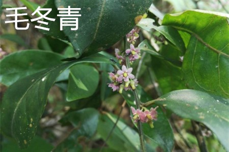 Mao Dongqing, flower jpg