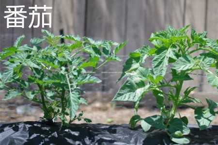 Tomatoes, leaves jpg