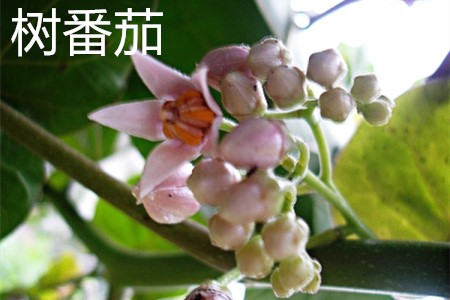 Tomatoes, leaves jpg