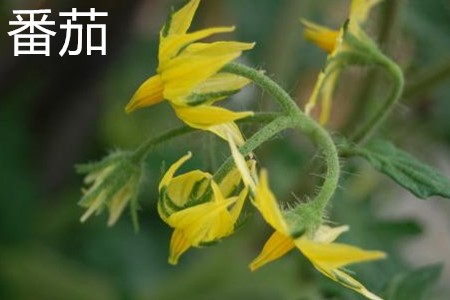 Tomato flowers jpg