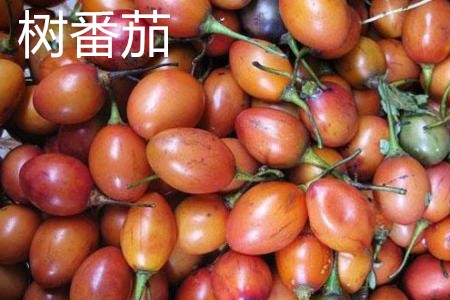 Trees, tomatoes, fruits jpg