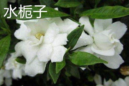 Gardenia jasminoides