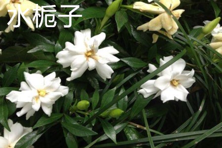 Gardenia jasminoides