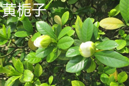 Yellow Gardenia, leaves jpg