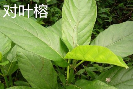 Banyan leaves jpg