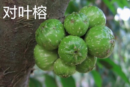 Banyan fruit with opposite leaves jpg