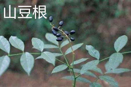 Mountain bean root leaves jpg