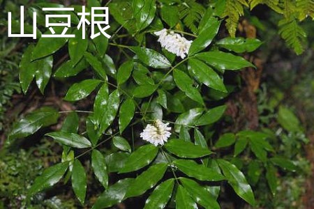 Yam Root flower jpg