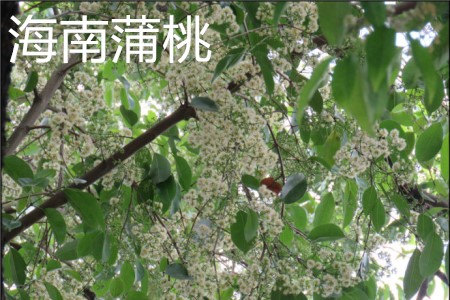 Hainan Pu Tao, flower jpg