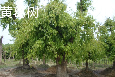 The Yellow Pueraria tree is in the shape of a tree jpg