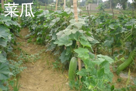 Melon leaves jpg