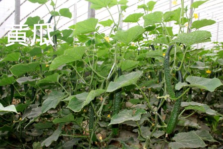 Cucumber leaves jpg