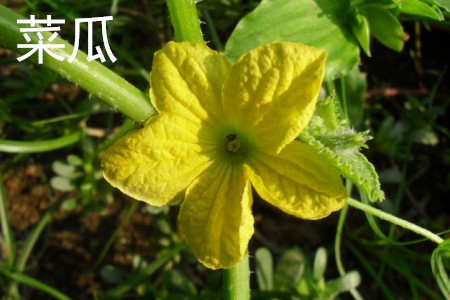 Cauliflower flowers jpg