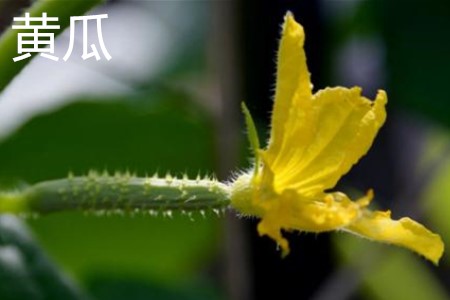 cucumber flower. jpg