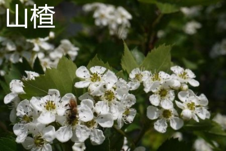 Hawthorn flower. jpg