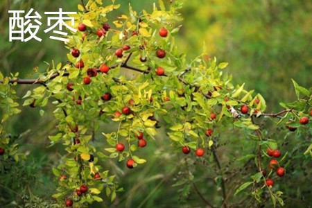 Wild jujube fruit jpg