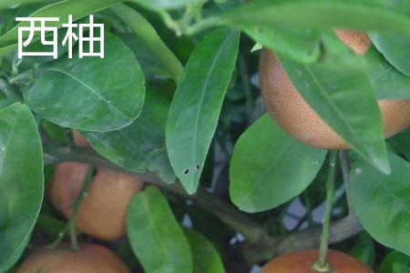 Grapefruit leaves jpg