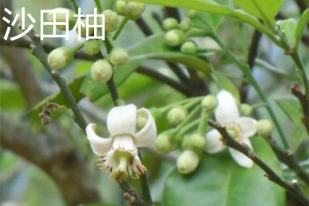 Shatian pomelo, flower jpg