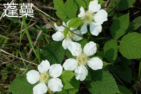 Pomfret flower