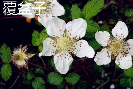 Raspberry flower