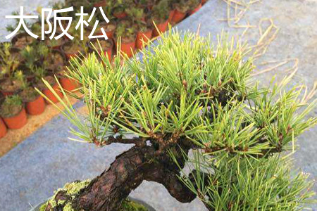 Osaka pine germination