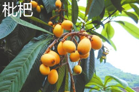 Loquat leaves