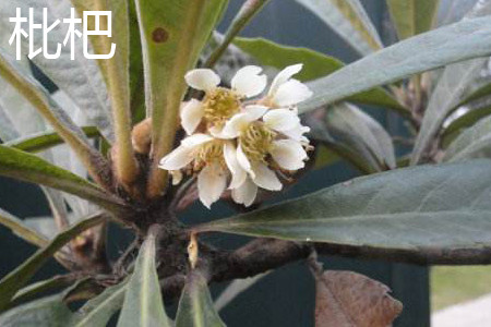 Loquat flower