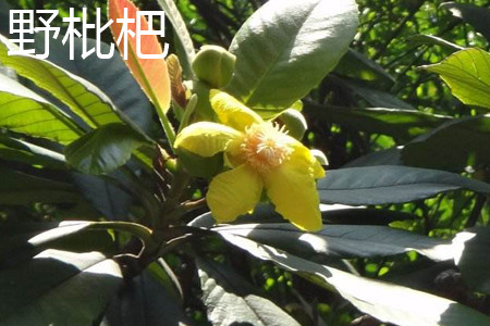 Wild loquat flower