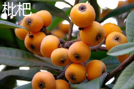 Loquat