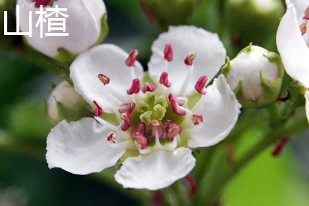 Hawthorn flower