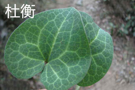 Duheng leaf