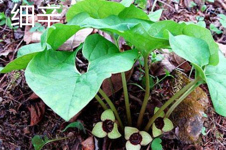 Asarum leaf