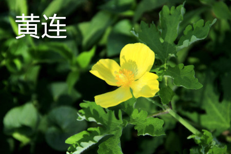 Flower of Coptis chinensis