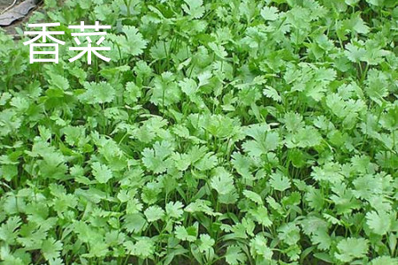 coriander