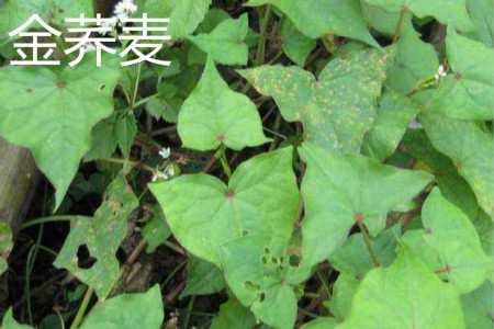 Golden buckwheat