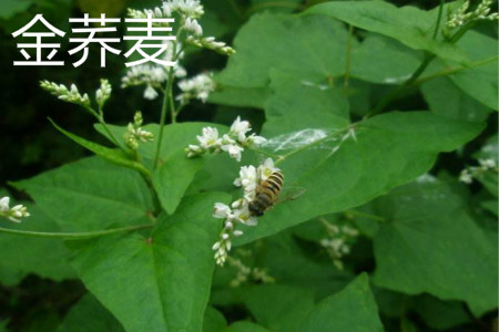 Golden buckwheat flower