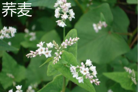 Buckwheat flower