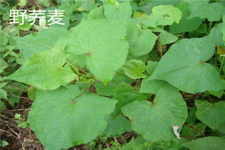 Wild buckwheat leaves