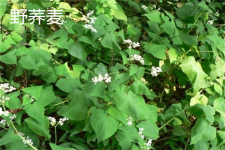 Wild buckwheat flower