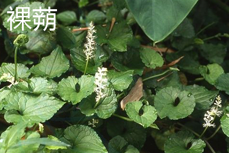 Naked capsule flower