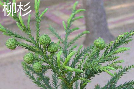 Cryptomeria fortunei