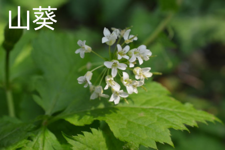 Horseradish