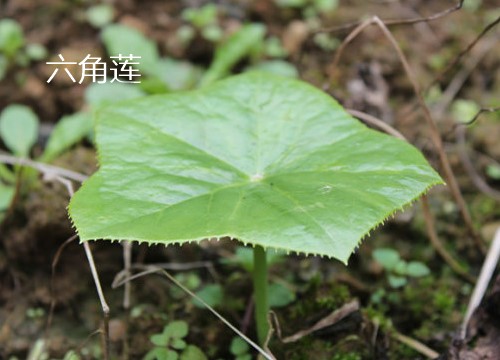 Hexagonal lotus