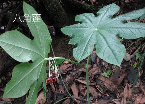 Star anise